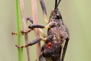 Eucalyptus Tip Bug (Amorbus alternatus) (Amorbus alternatus)